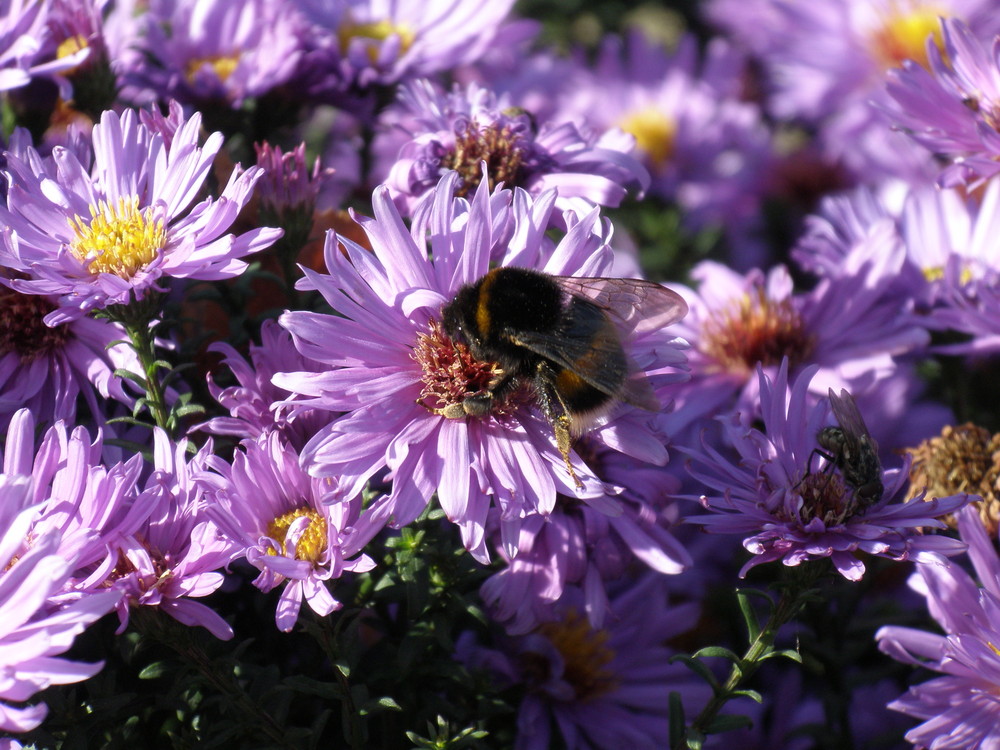 Hummel im Herbst