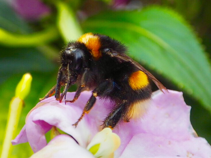 Hummel im Herbst : It?s time to say goodby