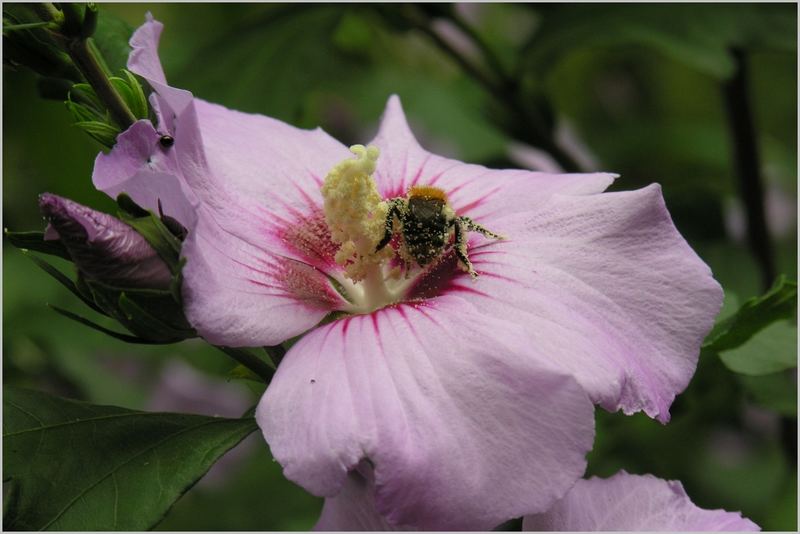 Hummel im Hibiskus