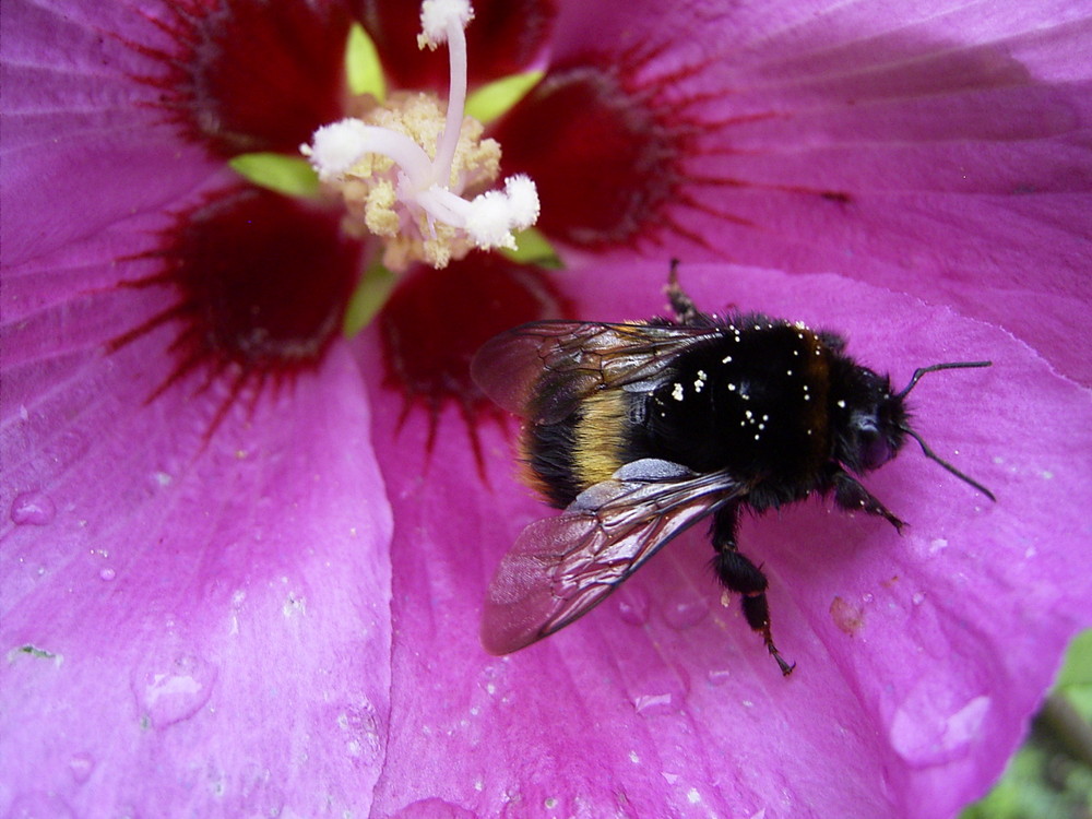 Hummel im Hibiskus