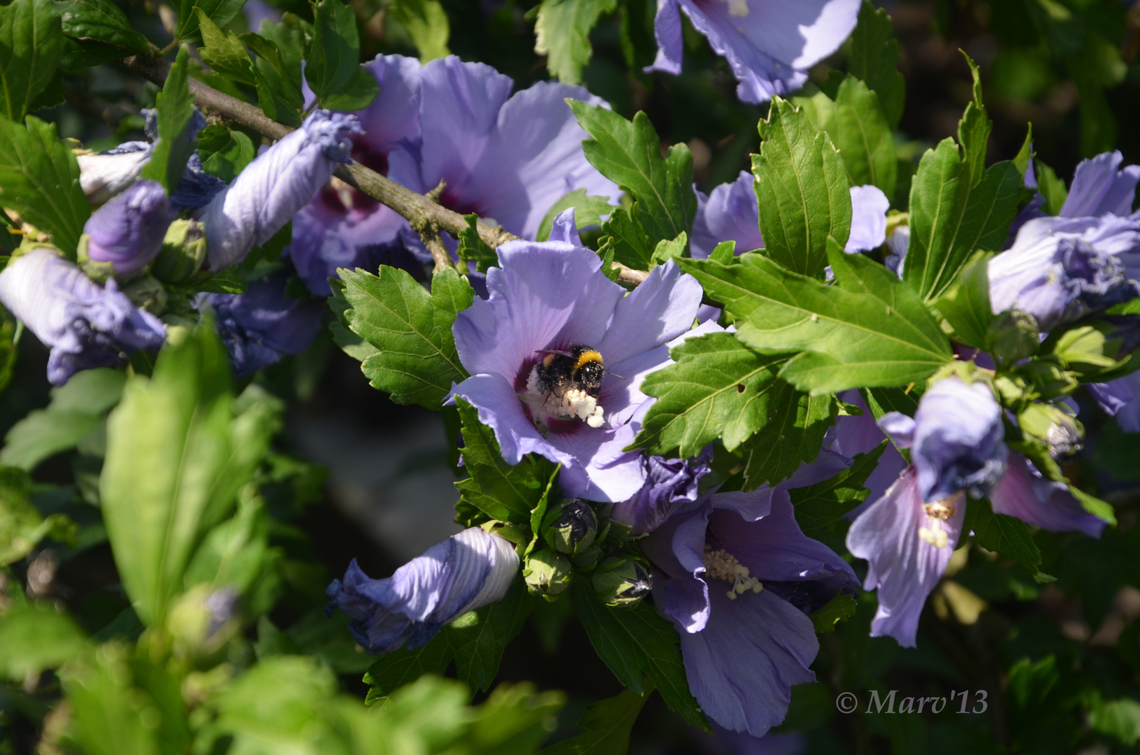 Hummel im Hibiskus