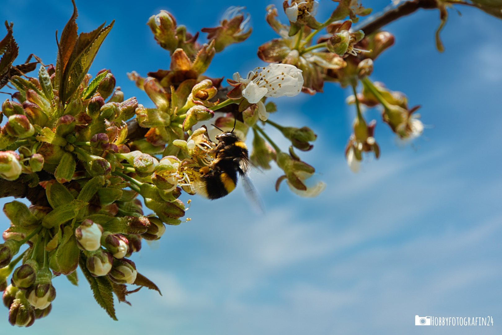 Hummel im Kirschbaum