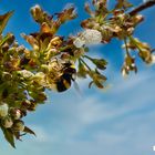 Hummel im Kirschbaum