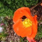 Hummel im Klatschmohn