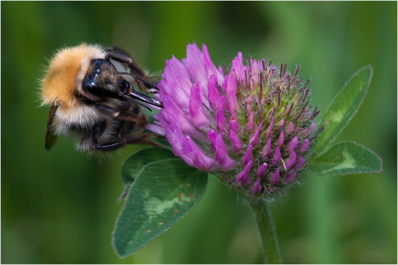 Hummel im Klee