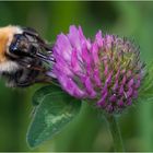 Hummel im Klee