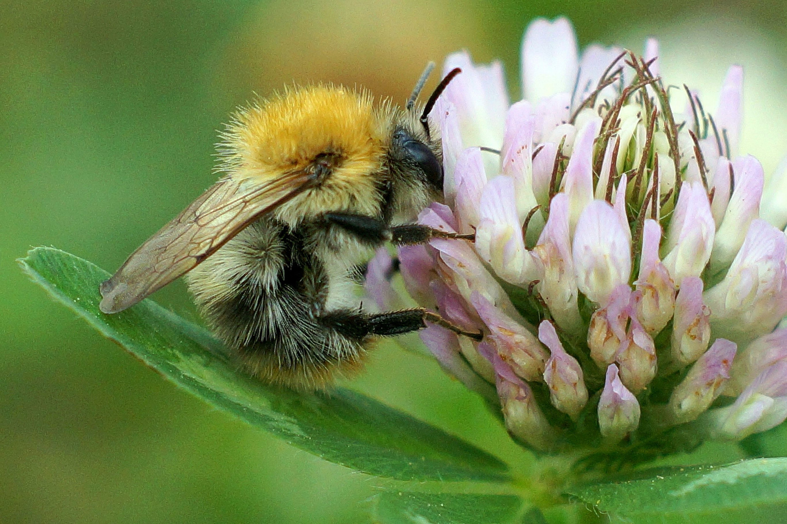 Hummel im Klee