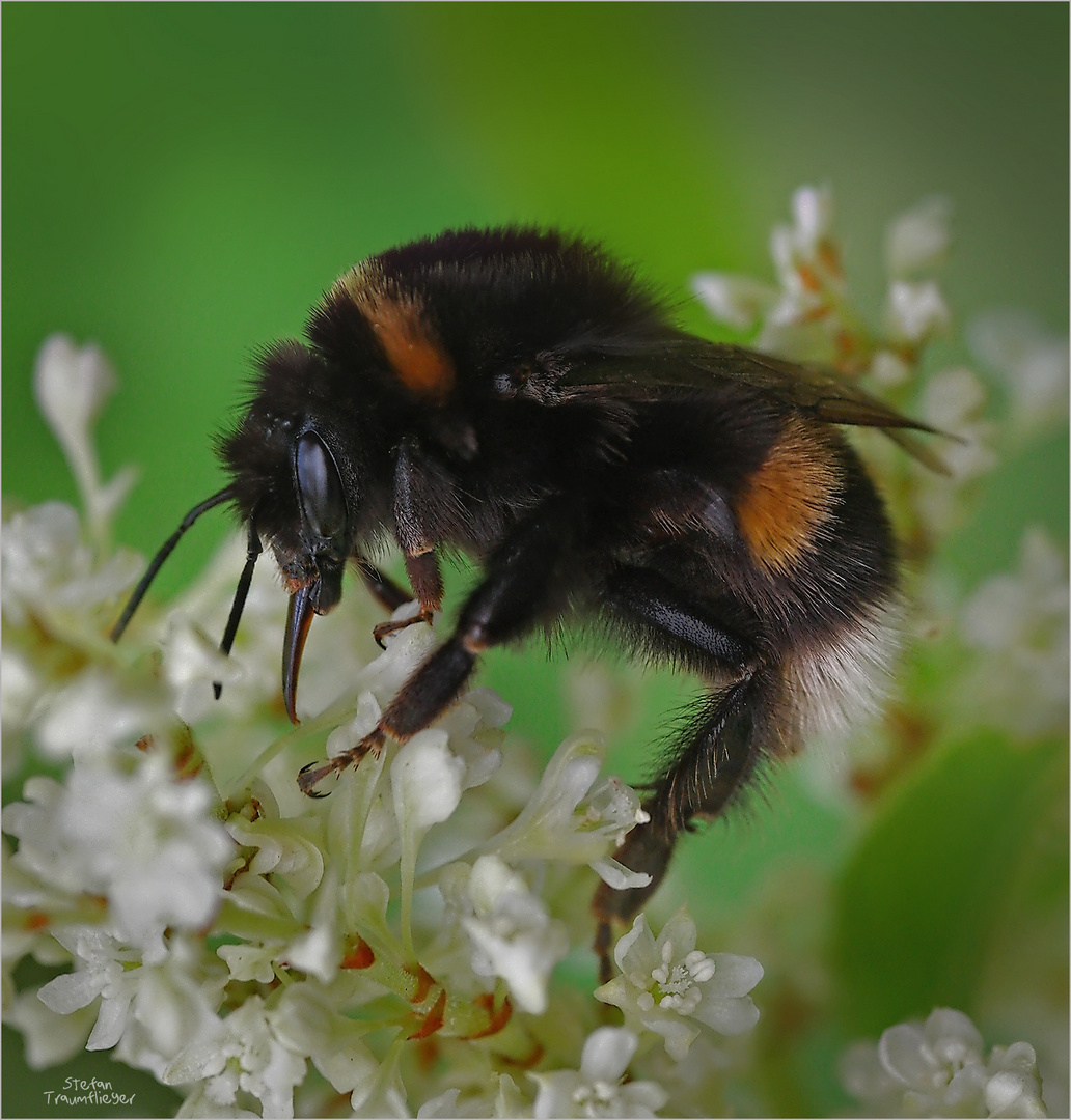 Hummel im Knöterich