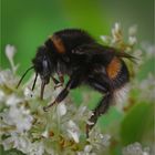 Hummel im Knöterich