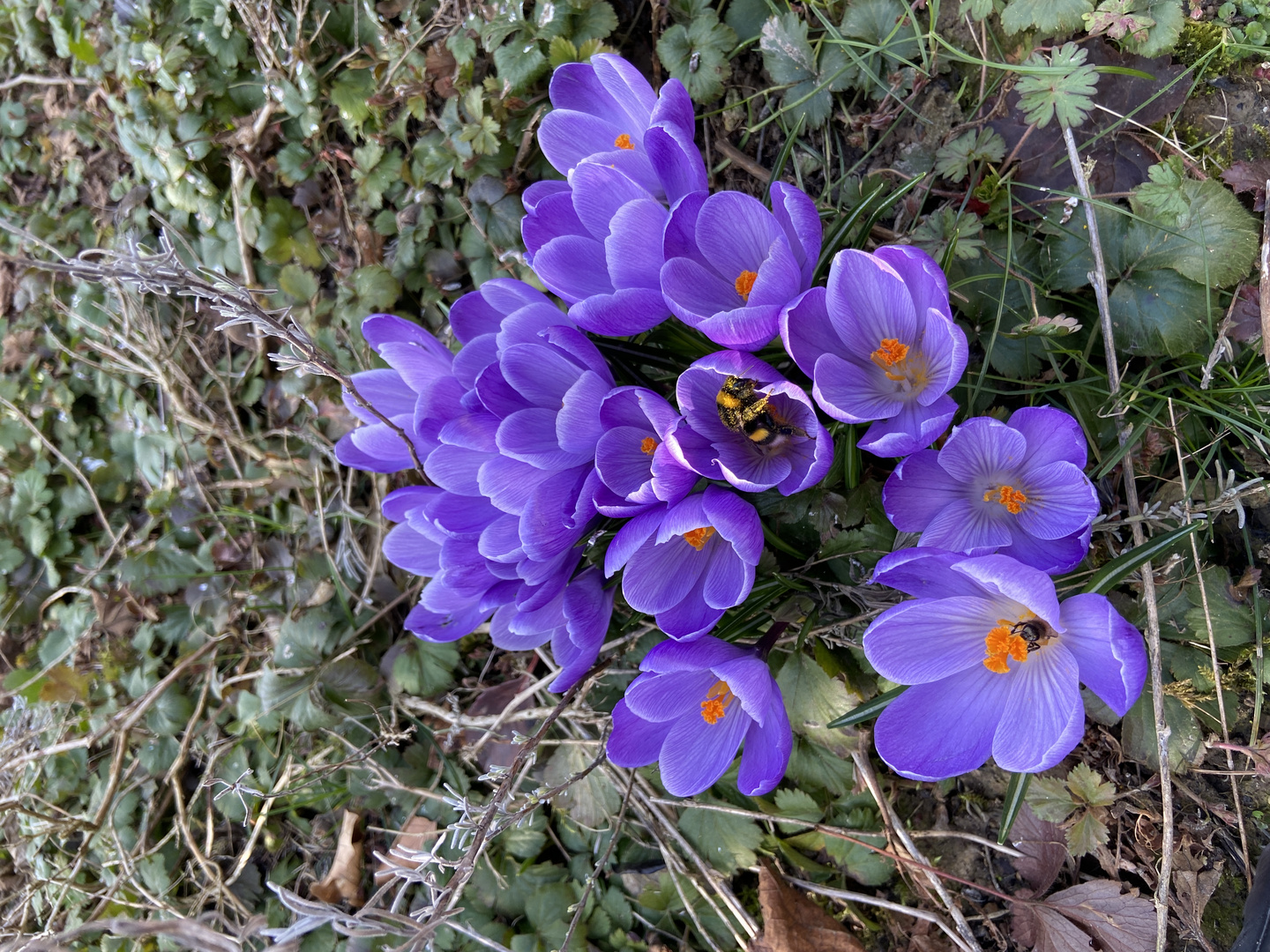 Hummel im Krokus