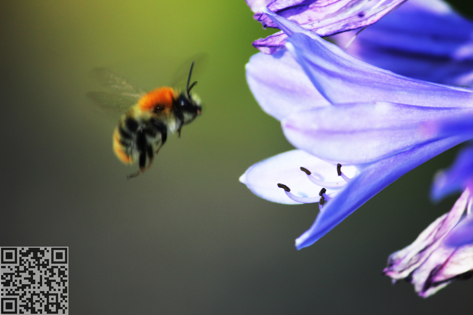 Hummel im Landeanflug