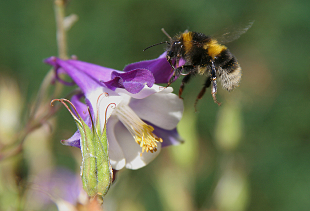 Hummel im Landeanflug