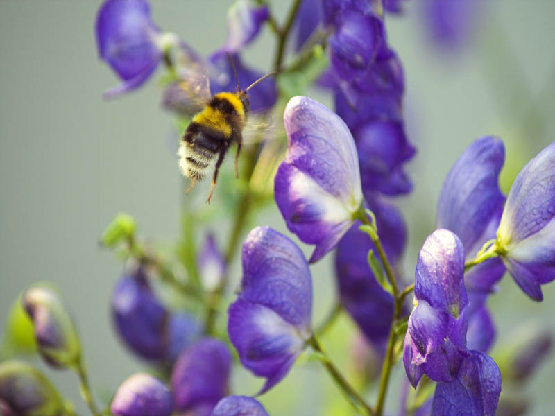 Hummel im Landeanflug