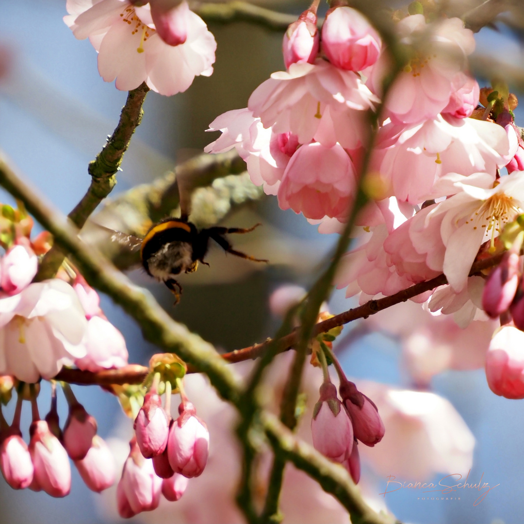 Hummel im Landeanflug