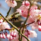 Hummel im Landeanflug