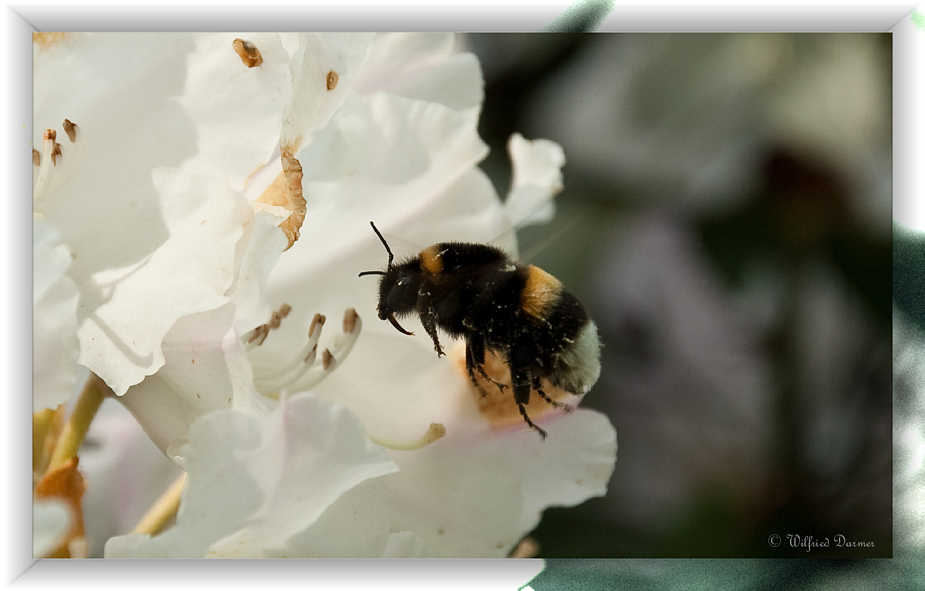 Hummel im Landeanflug