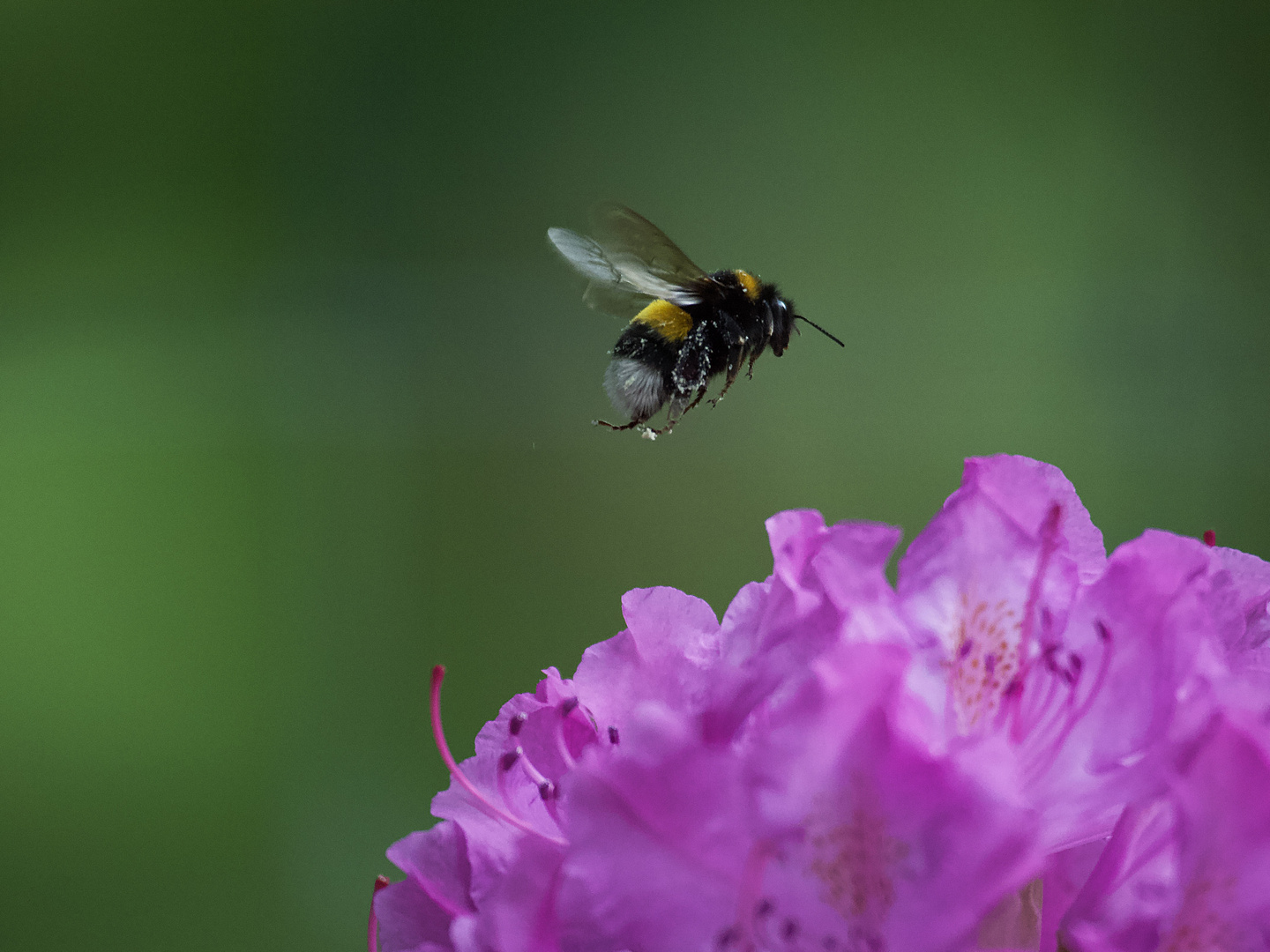 Hummel im Landeanflug