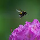 Hummel im Landeanflug