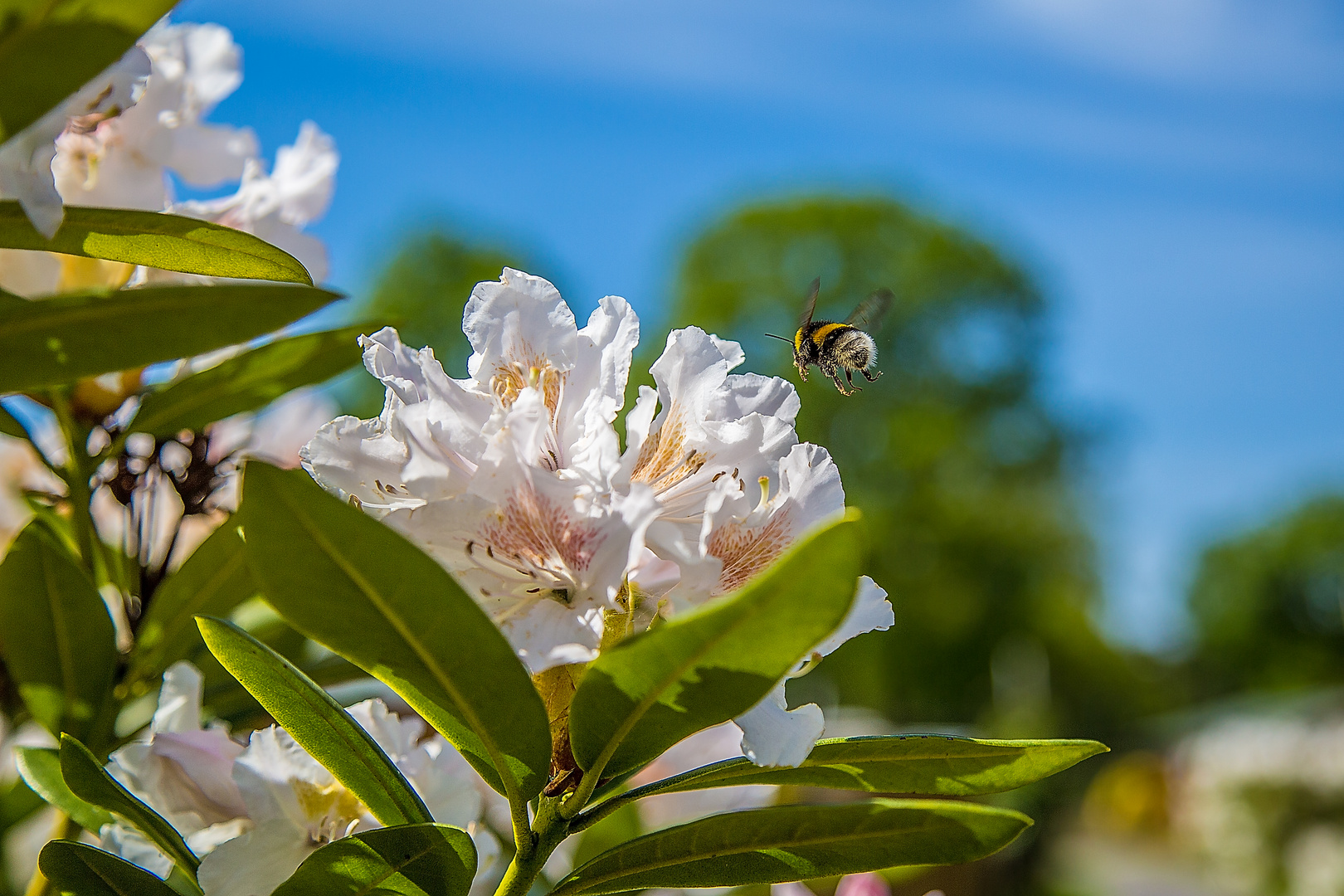 Hummel im Landeanflug