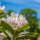 Hummel im Landeanflug