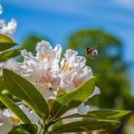 Hummel im Landeanflug