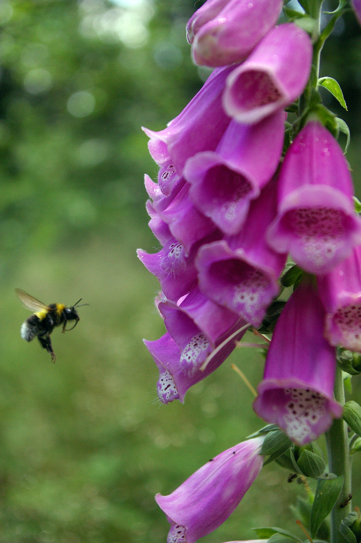 Hummel im Landeanflug