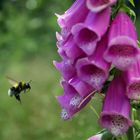 Hummel im Landeanflug