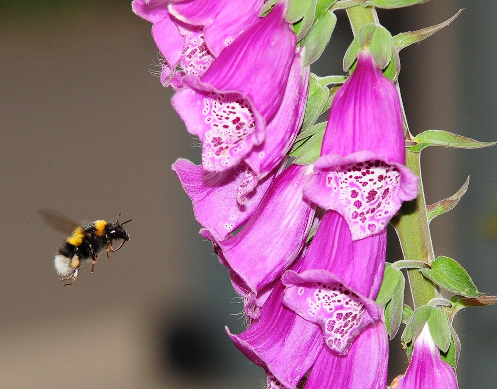 Hummel im Landeanflug