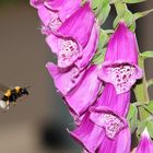 Hummel im Landeanflug