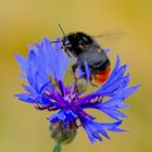 Hummel im Landeanflug auf Kornblume