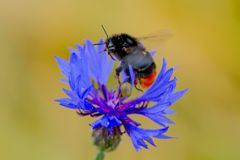 Hummel im Landeanflug auf Kornblume