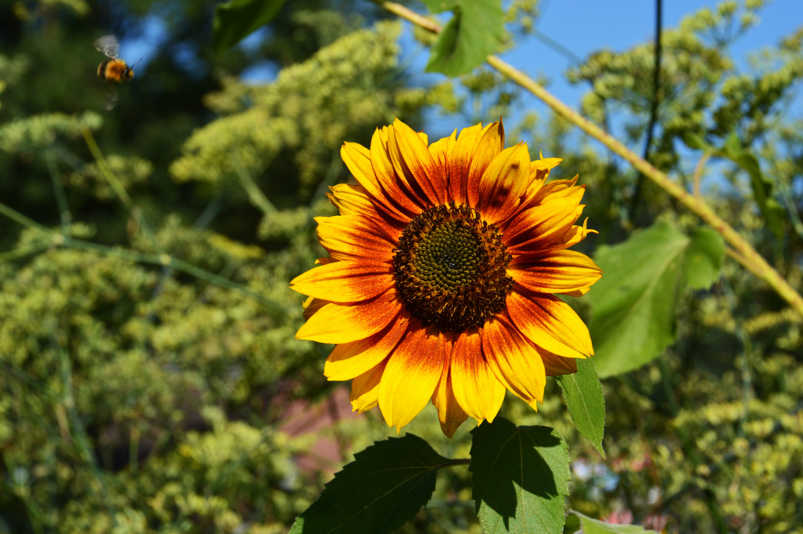 Hummel im Landeanflug auf Sonnenblume