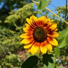 Hummel im Landeanflug auf Sonnenblume