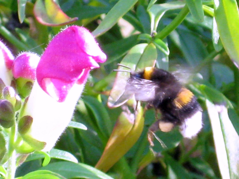 Hummel im Landeanflug