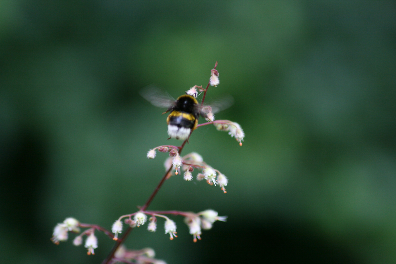 Hummel im Landeanflug