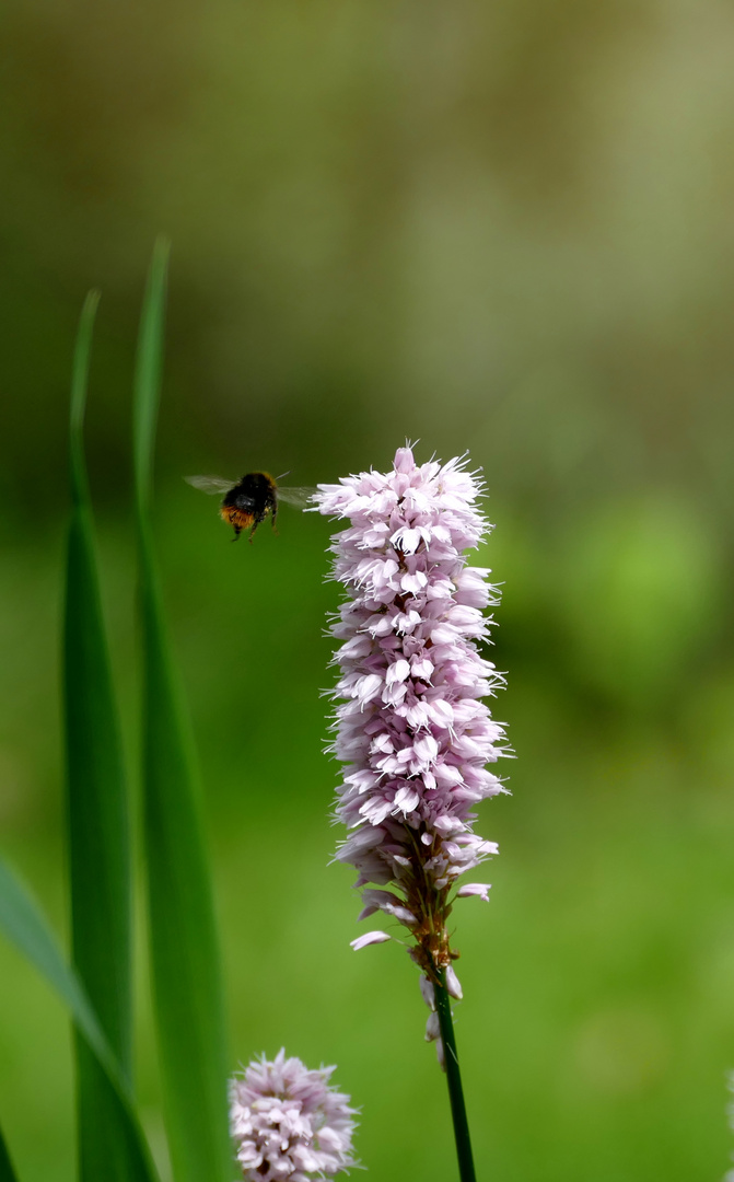 Hummel im Landeanflug 