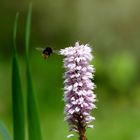 Hummel im Landeanflug 