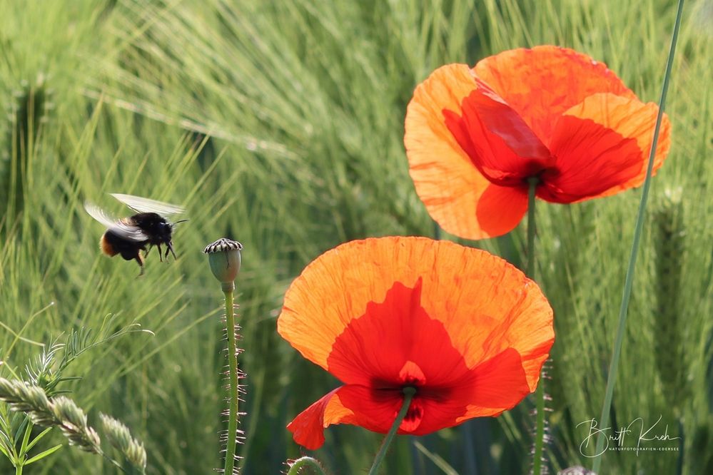 Hummel im Landeanflug