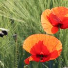 Hummel im Landeanflug