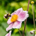 Hummel im Landeanflug