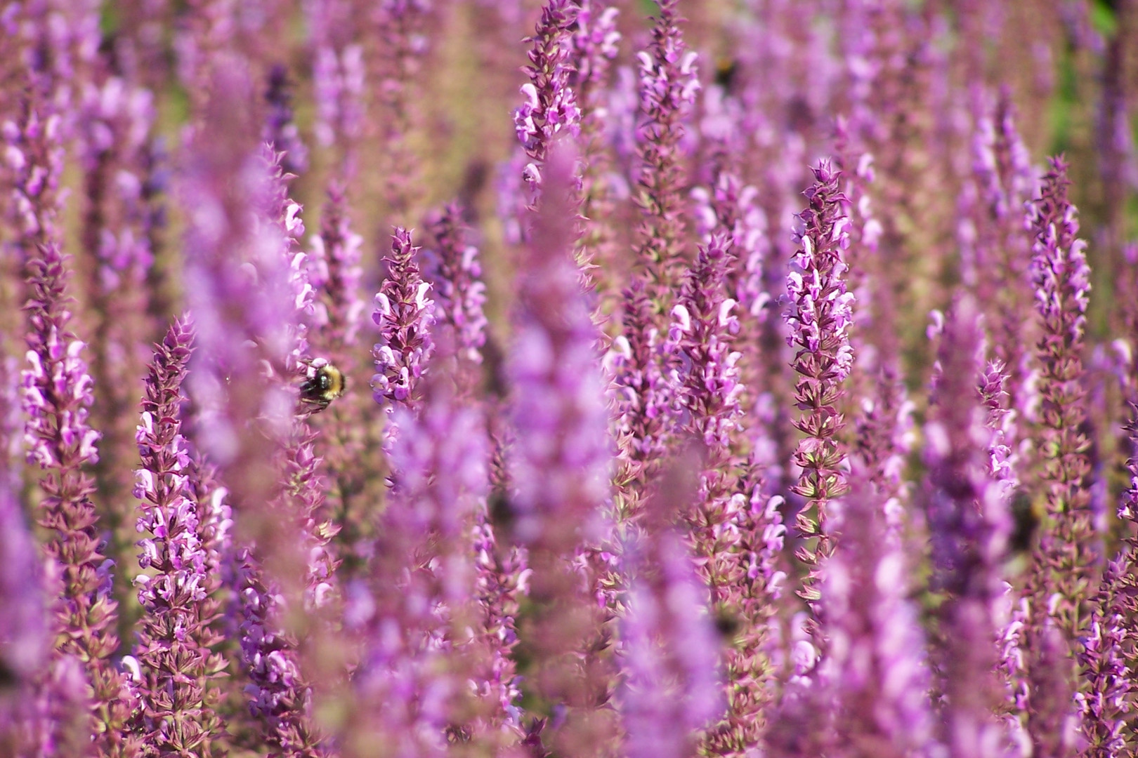 Hummel im Lavandelmeer