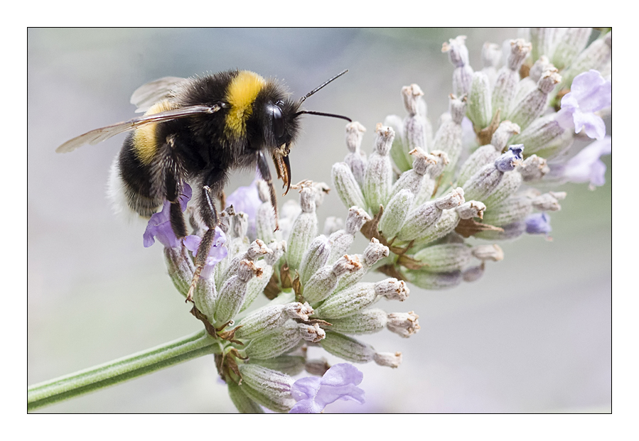 Hummel im Lavendel