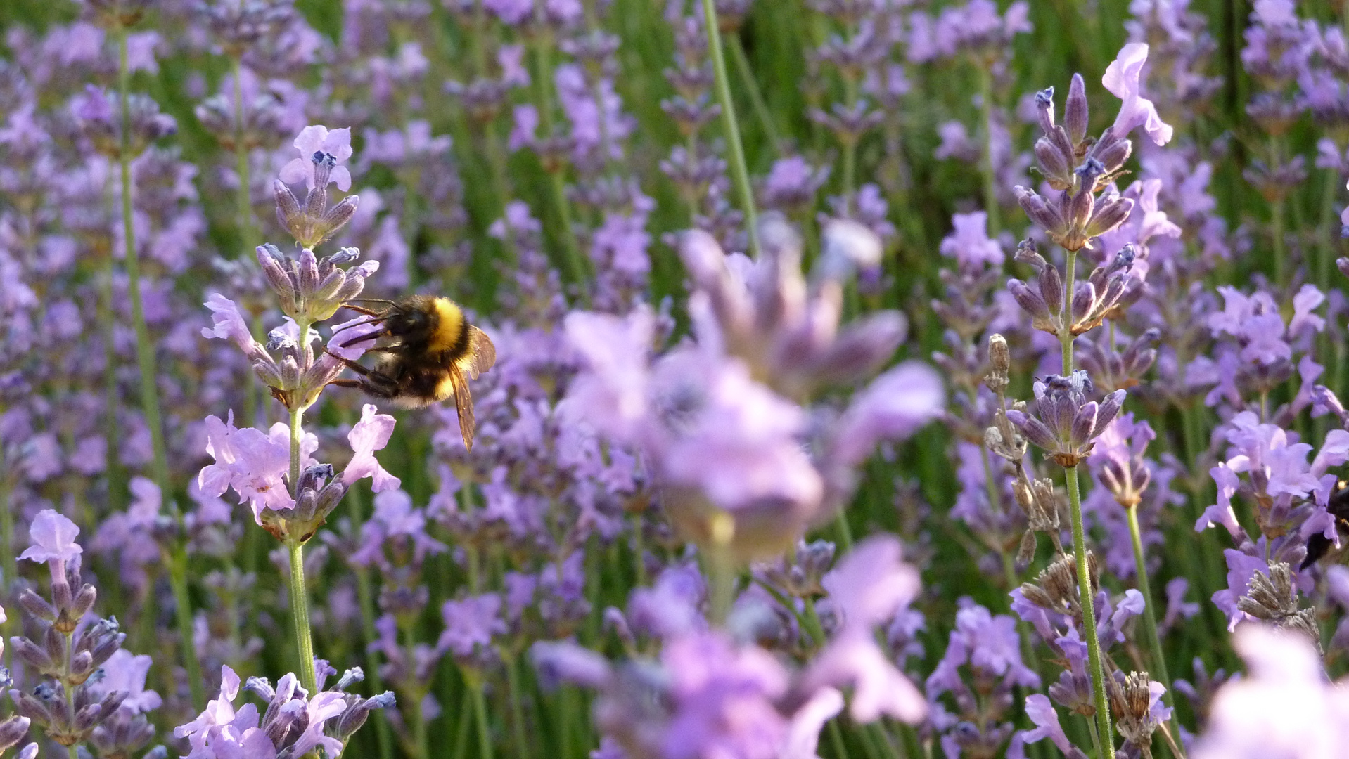 Hummel im Lavendel