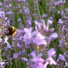 Hummel im Lavendel