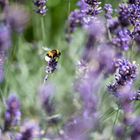 Hummel im Lavendel