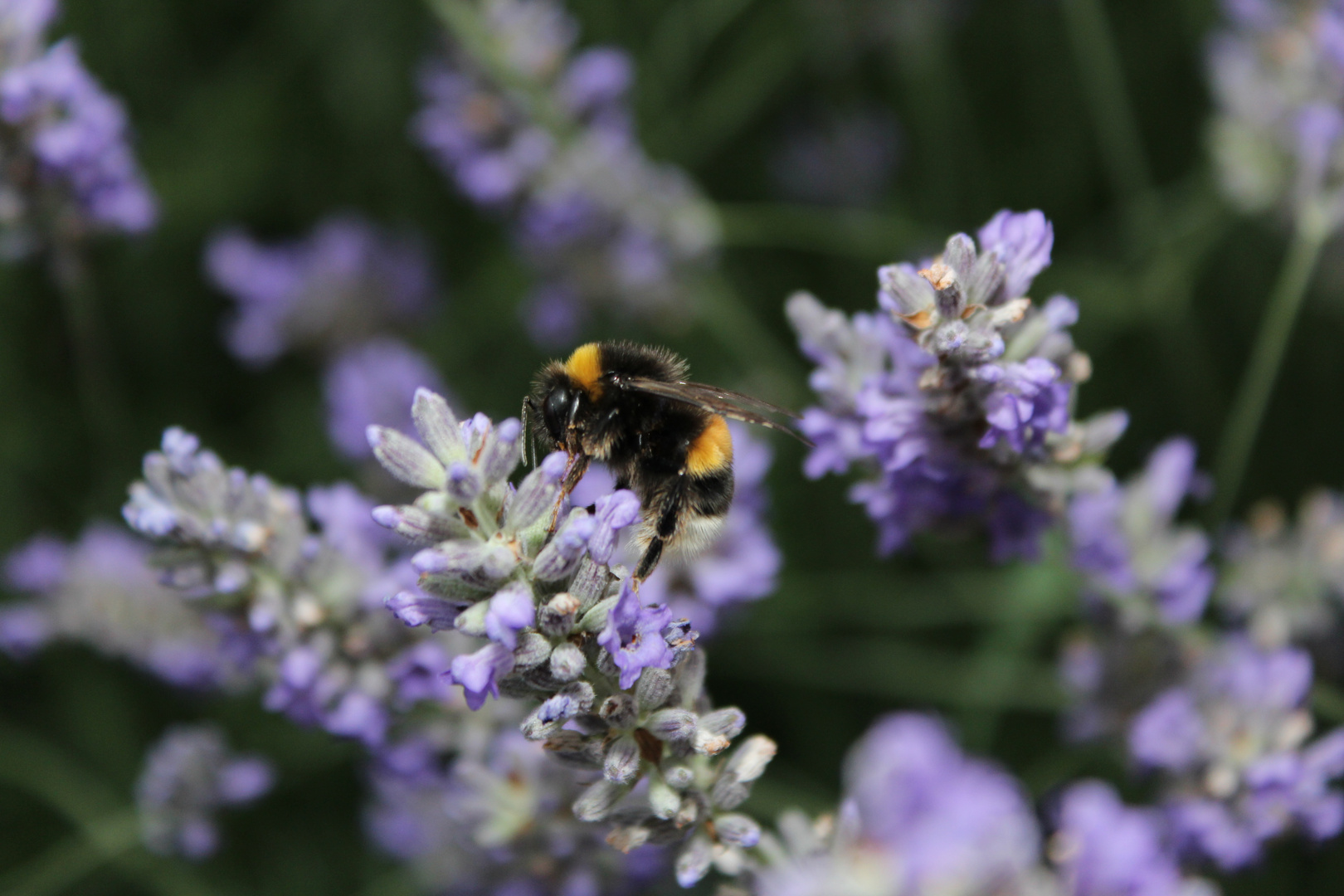 Hummel im Lavendel 2