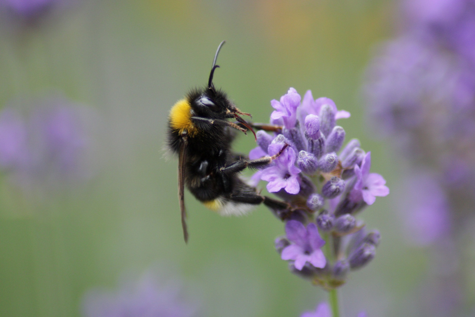 Hummel im Lavendel 2 