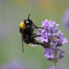 Hummel im Lavendel 2 