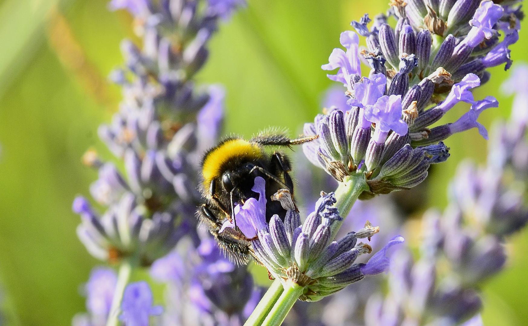 Hummel im Lavendel 2