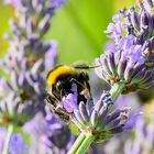 Hummel im Lavendel 2